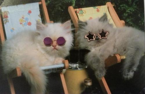 too cool cats
